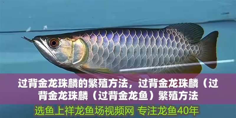 過背金龍珠麟的繁殖方法，過背金龍珠麟（過背金龍珠麟（過背金龍魚）繁殖方法