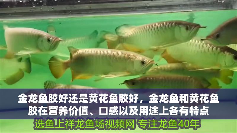 金龍魚(yú)膠好還是黃花魚(yú)膠好，金龍魚(yú)和黃花魚(yú)膠在營(yíng)養(yǎng)價(jià)值、口感以及用途上各有特點(diǎn)