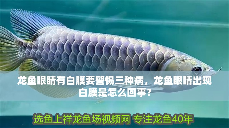 龍魚眼睛有白膜要警惕三種病，龍魚眼睛出現白膜是怎么回事？