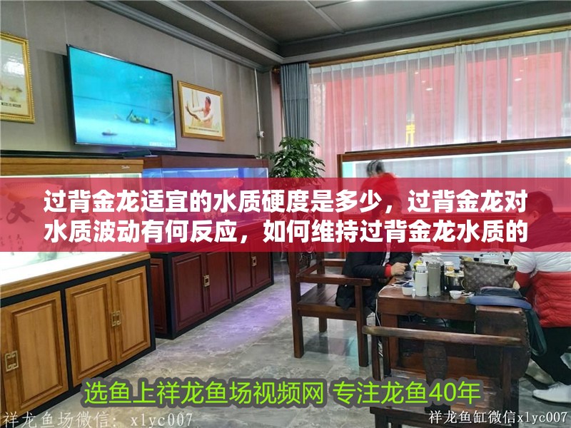 過背金龍適宜的水質硬度是多少，過背金龍對水質波動有何反應，如何維持過背金龍水質的穩定