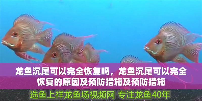 龍魚沉尾可以完全恢復(fù)嗎，龍魚沉尾可以完全恢復(fù)的原因及預(yù)防措施及預(yù)防措施
