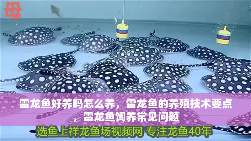 雷龍魚好養嗎怎么養，雷龍魚的養殖技術要點，雷龍魚飼養常見問題