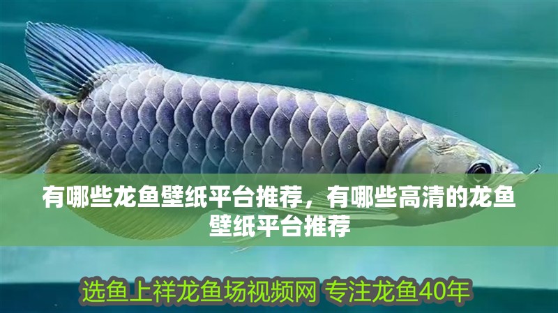 有哪些龍魚壁紙平臺推薦，有哪些高清的龍魚壁紙平臺推薦