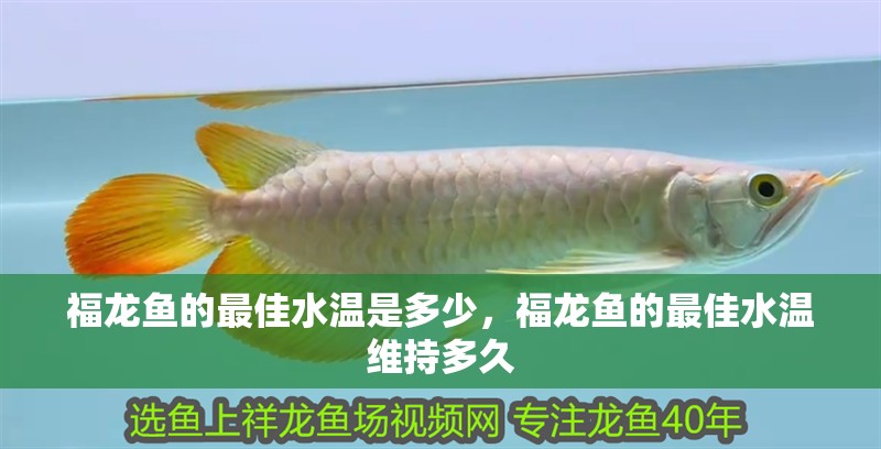 福龍魚的最佳水溫是多少，福龍魚的最佳水溫維持多久