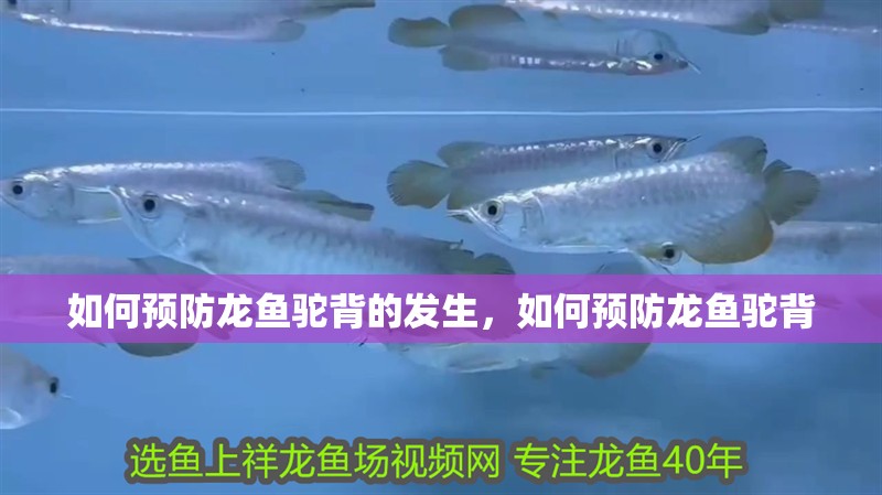 如何預防龍魚駝背的發生，如何預防龍魚駝背