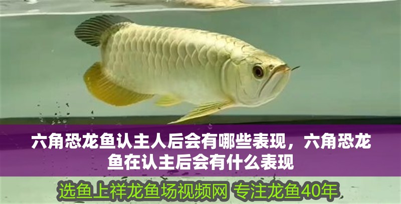 六角恐龍魚認主人后會有哪些表現，六角恐龍魚在認主后會有什么表現