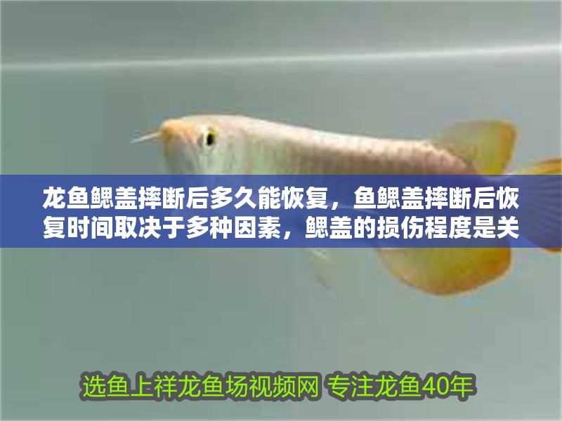 龍魚鰓蓋摔斷后多久能恢復，魚鰓蓋摔斷后恢復時間取決于多種因素，鰓蓋的損傷程度是關鍵