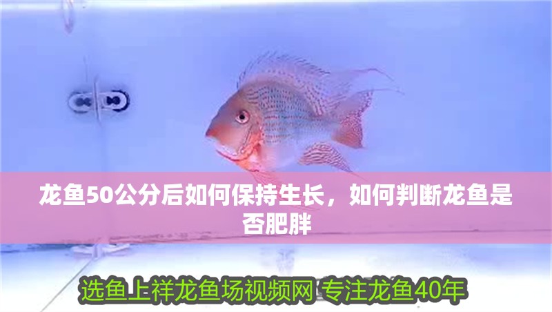 龍魚50公分后如何保持生長，如何判斷龍魚是否肥胖