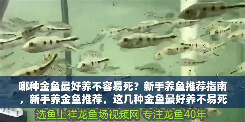 哪種金魚最好養(yǎng)不容易死？新手養(yǎng)魚推薦指南，新手養(yǎng)金魚推薦，這幾種金魚最好養(yǎng)不易死！ 哪種金魚最好養(yǎng)不容易死？新手養(yǎng)魚推薦指南，新手養(yǎng)金魚推薦，這幾種金魚最好養(yǎng)不易死！ 龍魚百科 第1張