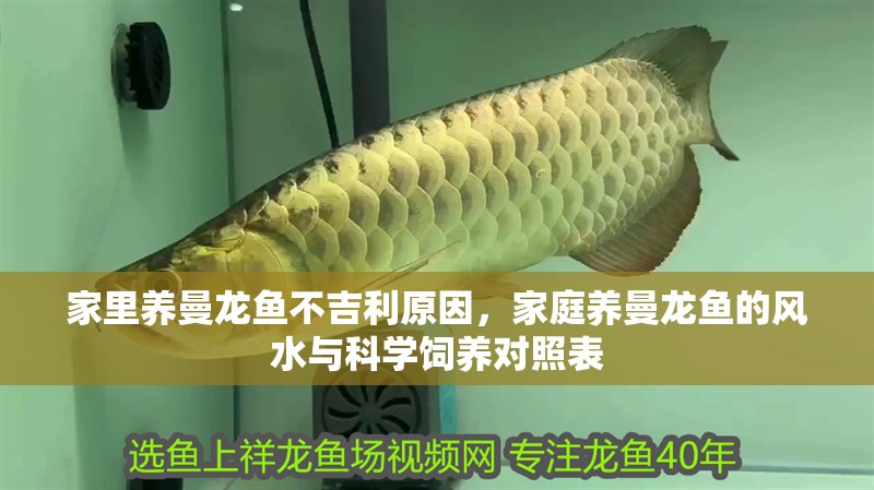 家里養(yǎng)曼龍魚不吉利原因，家庭養(yǎng)曼龍魚的風水與科學(xué)飼養(yǎng)對照表