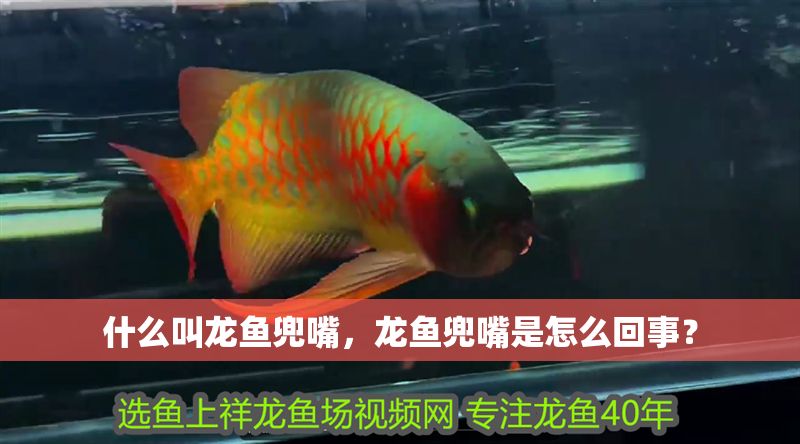什么叫龍魚兜嘴，龍魚兜嘴是怎么回事？