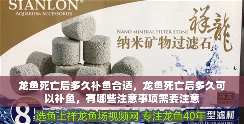 龍魚死亡后多久補魚合適，龍魚死亡后多久可以補魚，有哪些注意事項需要注意