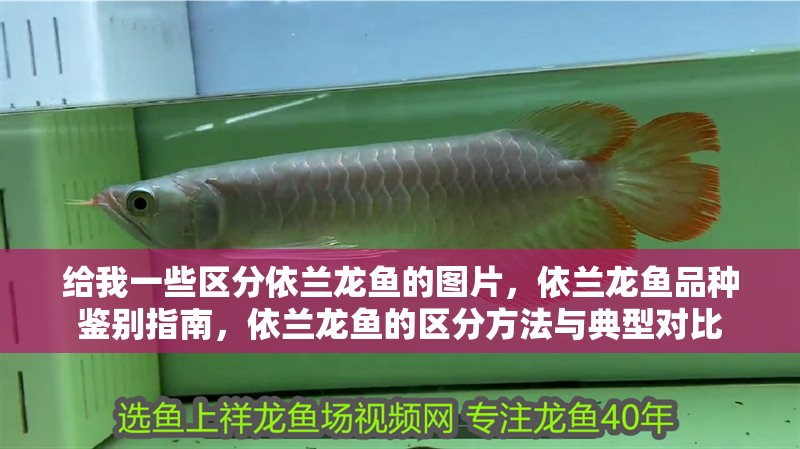 給我一些區分依蘭龍魚的圖片，依蘭龍魚品種鑒別指南，依蘭龍魚的區分方法與典型對比