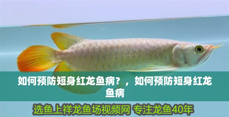 如何預防短身紅龍魚病？，如何預防短身紅龍魚病