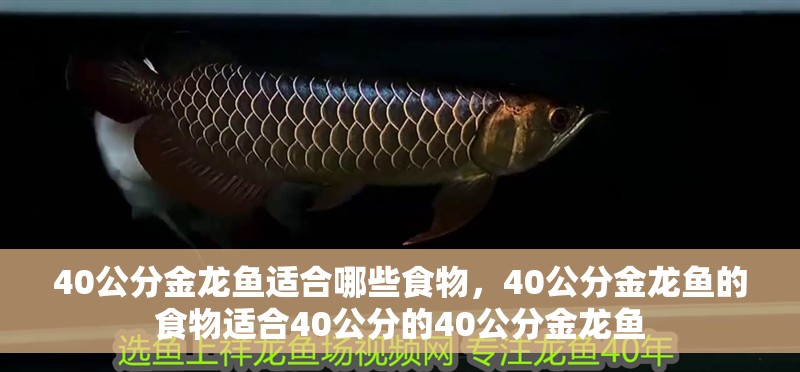 40公分金龍魚適合哪些食物，40公分金龍魚的食物適合40公分的40公分金龍魚