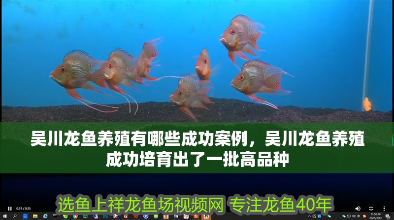 吳川龍魚養殖有哪些成功案例，吳川龍魚養殖成功培育出了一批高品種