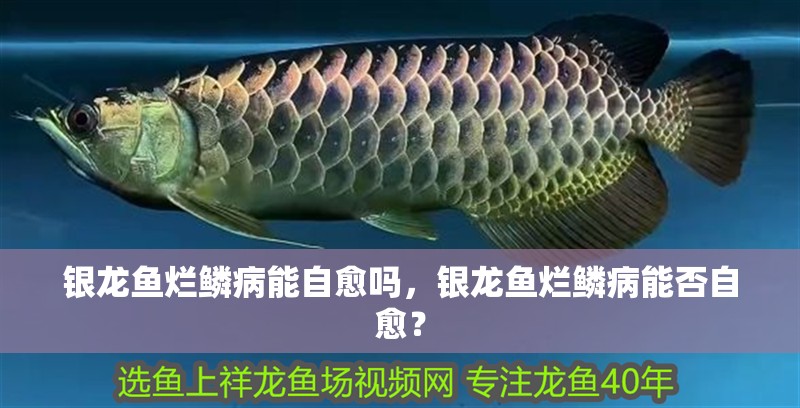 銀龍魚爛鱗病能自愈嗎，銀龍魚爛鱗病能否自愈？