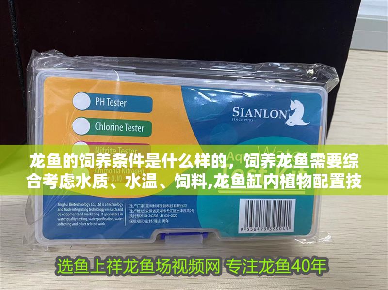 龍魚的飼養條件是什么樣的，飼養龍魚需要綜合考慮水質、水溫、飼料,龍魚缸內植物配置技巧