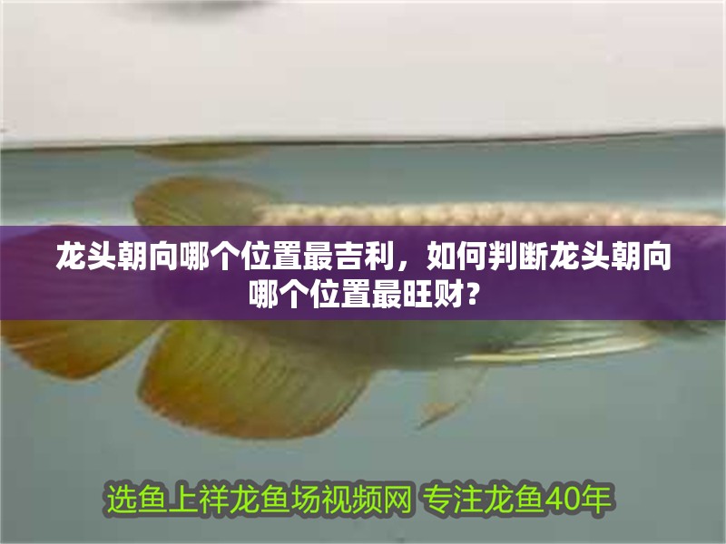 龍頭朝向哪個位置最吉利，如何判斷龍頭朝向哪個位置最旺財？ 龍頭朝向哪個位置最吉利，如何判斷龍頭朝向哪個位置最旺財？ 龍魚百科