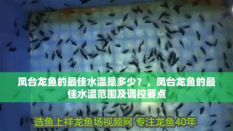 鳳臺龍魚的最佳水溫是多少？，鳳臺龍魚的最佳水溫范圍及調控要點
