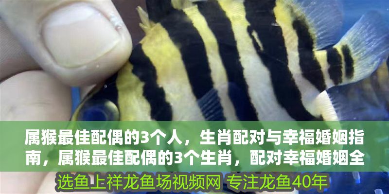 屬猴最佳配偶的3個人，生肖配對與幸?；橐鲋改?，屬猴最佳配偶的3個生肖，配對幸?；橐鋈馕? title=