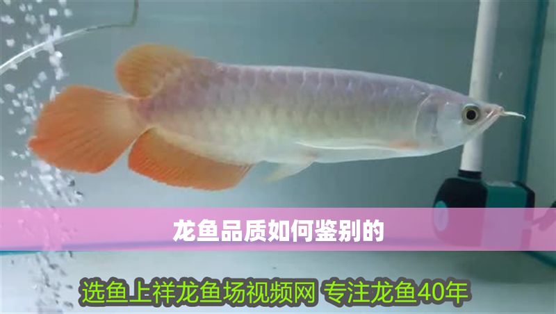 龍魚品質如何鑒別的
