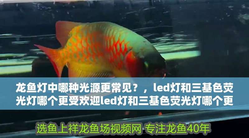 龍魚燈中哪種光源更常見？，led燈和三基色熒光燈哪個更受歡迎led燈和三基色熒光燈哪個更好