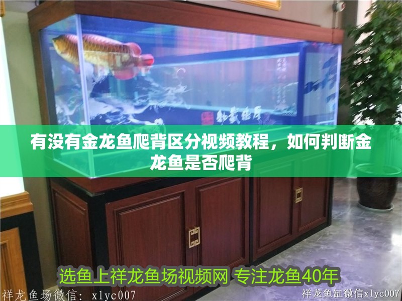 有沒有金龍魚爬背區分視頻教程，如何判斷金龍魚是否爬背