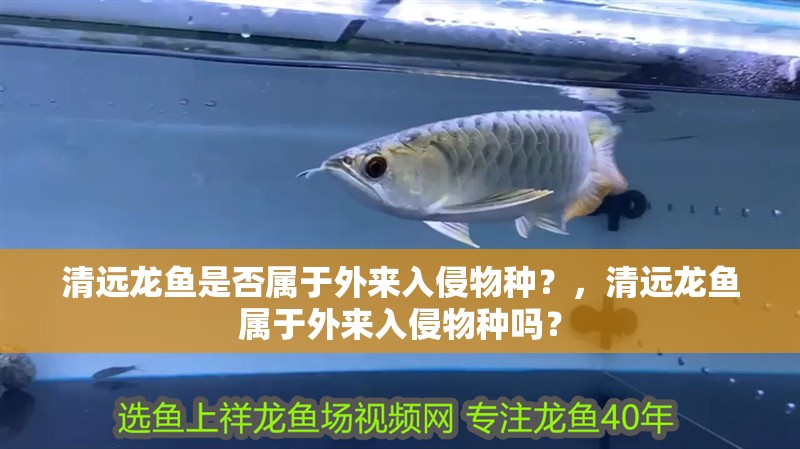 清遠龍魚是否屬于外來入侵物種？，清遠龍魚屬于外來入侵物種嗎？
