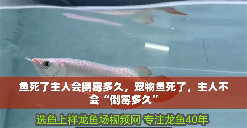 魚死了主人會倒霉多久，寵物魚死了，主人不會“倒霉多久”