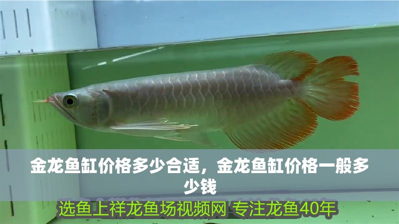 金龍魚缸價格多少合適，金龍魚缸價格一般多少錢