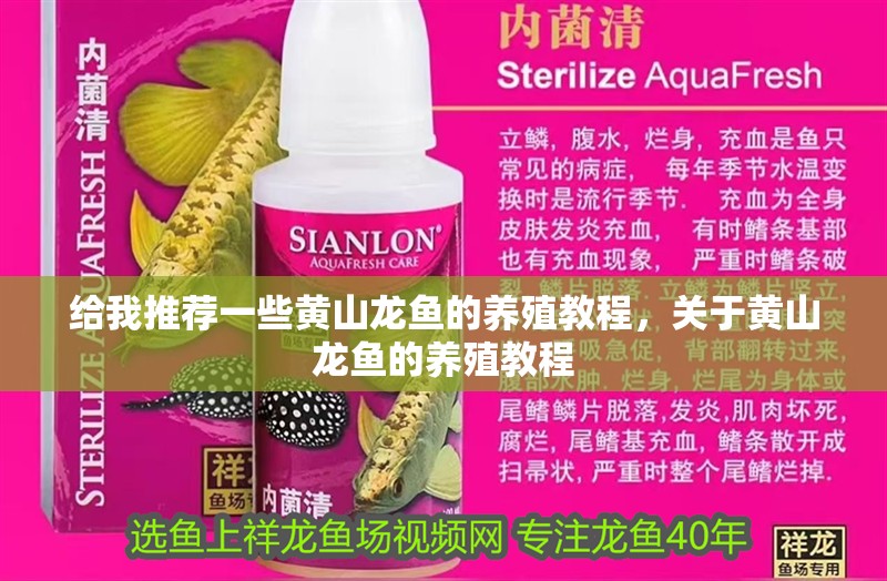 給我推薦一些黃山龍魚的養殖教程，關于黃山龍魚的養殖教程