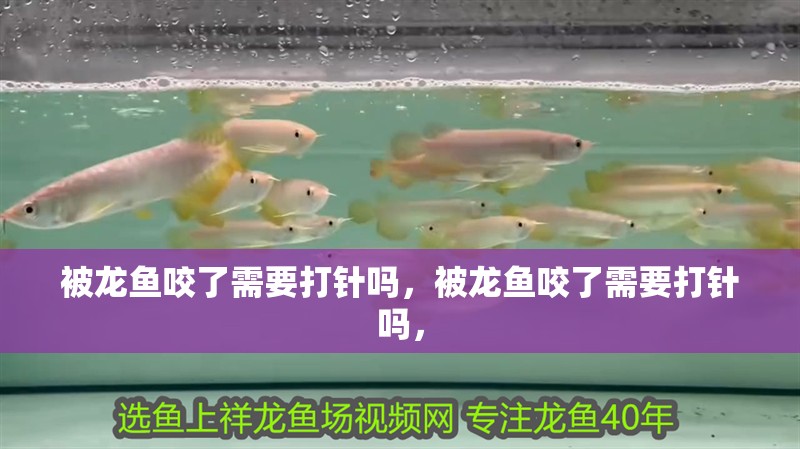 被龍魚咬了需要打針嗎，被龍魚咬了需要打針嗎， 被龍魚咬了需要打針嗎，被龍魚咬了需要打針嗎， 龍魚百科