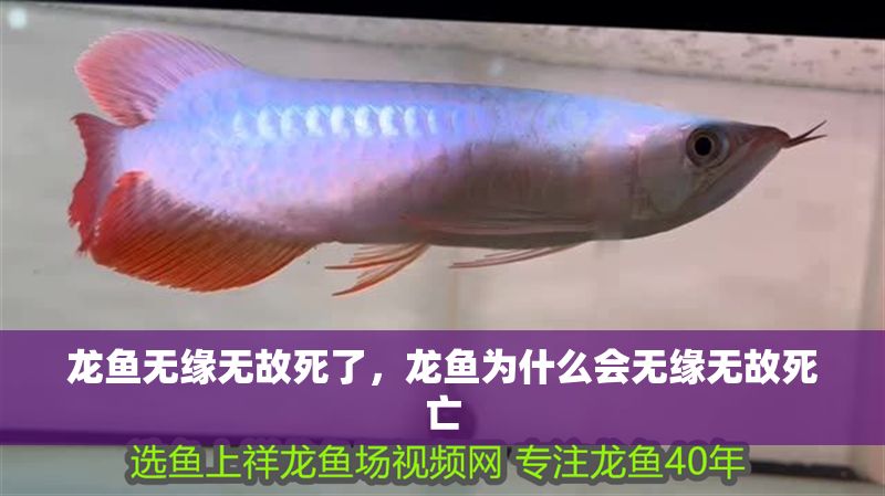 龍魚無緣無故死了，龍魚為什么會無緣無故死亡