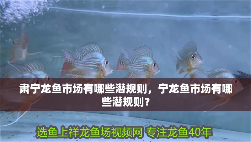 肅寧龍魚市場有哪些潛規則，寧龍魚市場有哪些潛規則？