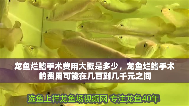 龍魚爛鰭手術費用大概是多少，龍魚爛鰭手術的費用可能在幾百到幾千元之間