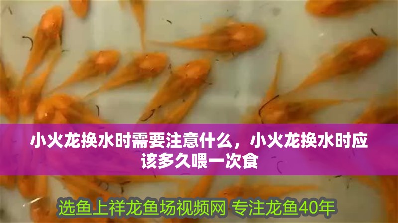 小火龍換水時需要注意什么，小火龍換水時應該多久喂一次食