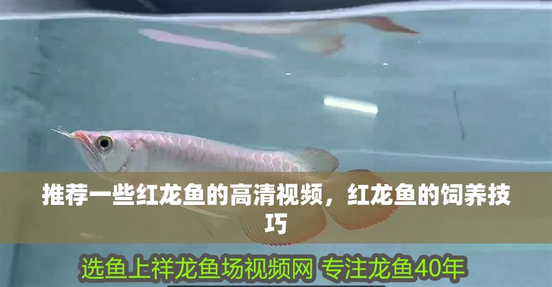 推薦一些紅龍魚的高清視頻，紅龍魚的飼養(yǎng)技巧