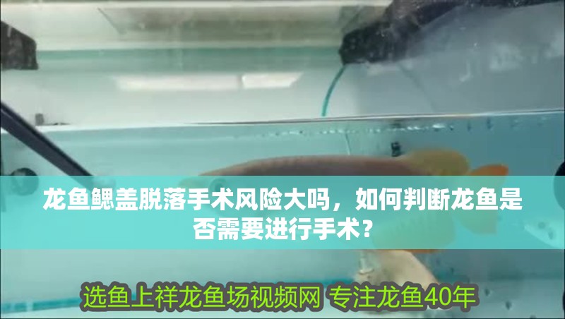 龍魚鰓蓋脫落手術(shù)風險大嗎，如何判斷龍魚是否需要進行手術(shù)？
