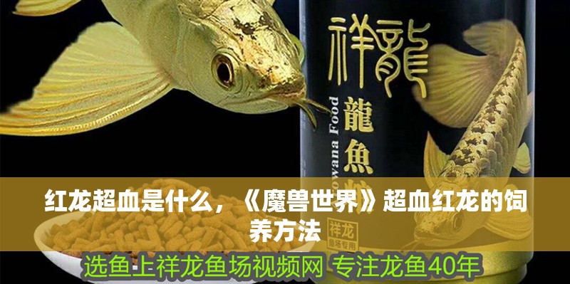 紅龍超血是什么，《魔獸世界》超血紅龍的飼養方法