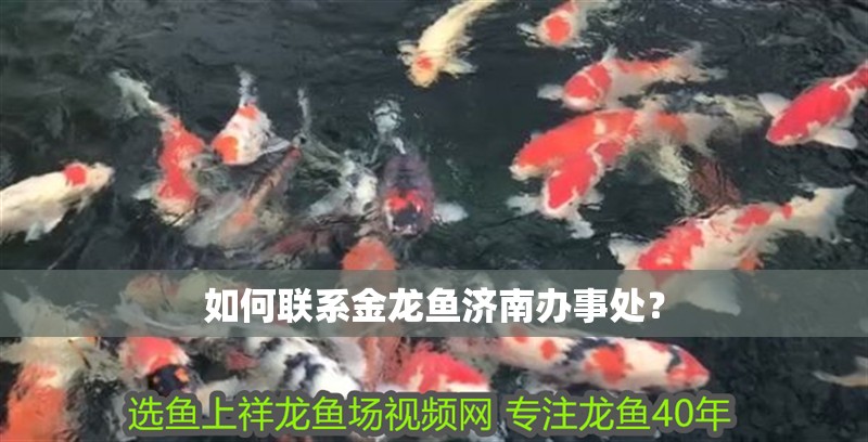 如何聯系金龍魚濟南辦事處？