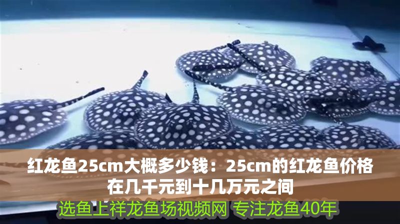 紅龍魚25cm大概多少錢：25cm的紅龍魚價格在幾千元到十幾萬元之間