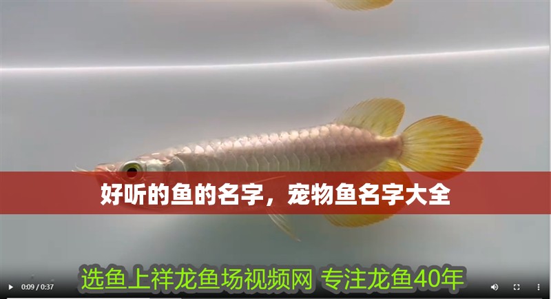 好聽的魚的名字，寵物魚名字大全
