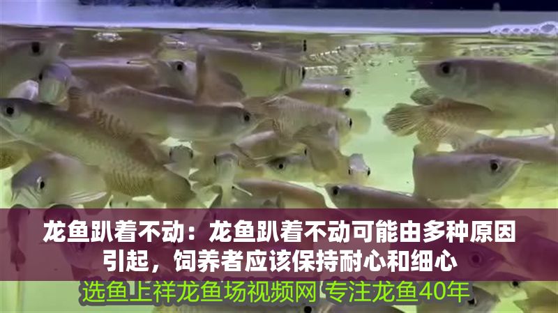 龍魚趴著不動：龍魚趴著不動可能由多種原因引起，飼養(yǎng)者應該保持耐心和細心