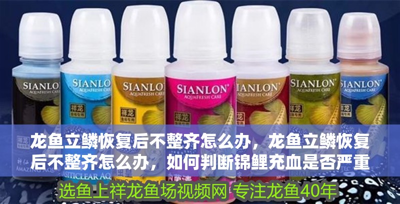 龍魚立鱗恢復后不整齊怎么辦，龍魚立鱗恢復后不整齊怎么辦，如何判斷錦鯉充血是否嚴重 龍魚立鱗恢復后不整齊怎么辦，龍魚立鱗恢復后不整齊怎么辦，如何判斷錦鯉充血是否嚴重 龍魚百科