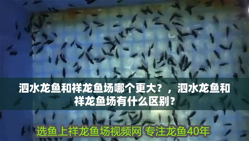 我的虎魚真菌感染了要怎么處理 泗水龍魚和祥龍魚場哪個更大?,泗水龍魚和祥龍魚場有什么區別? 龍魚百科 泗水龍魚和祥龍魚場哪個更大?,泗水龍魚和祥龍魚場有什么區別? 泗水龍魚和祥龍魚場哪個更大?,泗水龍魚和祥龍魚場有什么區別? 龍魚百科