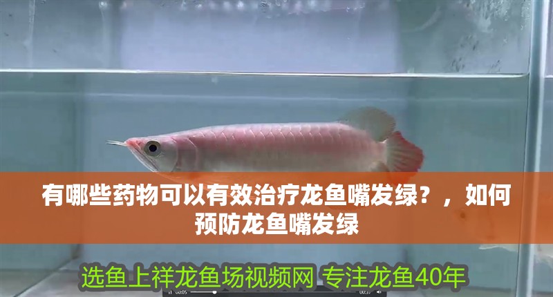 有哪些藥物可以有效治療龍魚嘴發綠？，如何預防龍魚嘴發綠 有哪些藥物可以有效治療龍魚嘴發綠？，如何預防龍魚嘴發綠 龍魚百科