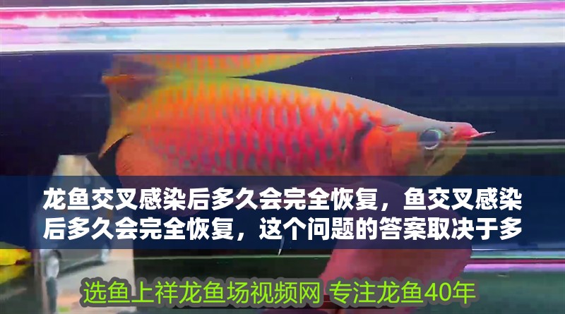 龍魚交叉感染后多久會完全恢復，魚交叉感染后多久會完全恢復，這個問題的答案取決于多種因素