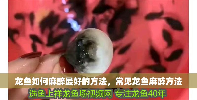 龍魚如何麻醉最好的方法，常見龍魚麻醉方法