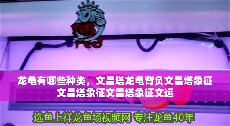 龍龜有哪些種類，文昌塔龍龜背負(fù)文昌塔象征文昌塔象征文昌塔象征文運(yùn)